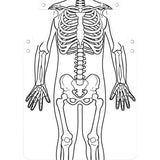 Roylco Skeleton Art Aprons - 59801